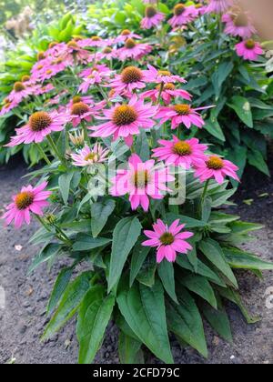 Wiese Sonnenhut 'PowWow Wild Berry' in einem Bett, (Echinacea purpurea) Stockfoto