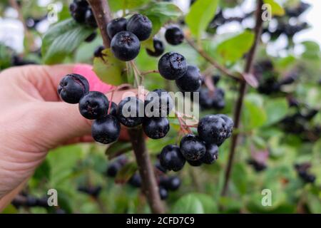 Reife Aronia-Beeren am Busch (Aronia melanocarpa) Stockfoto