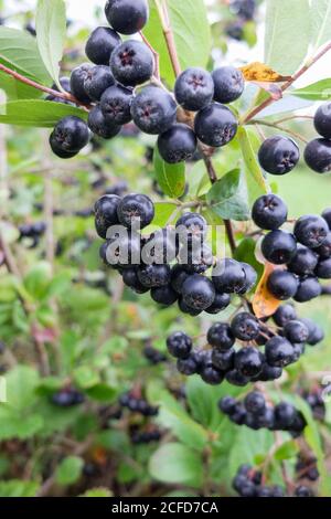 Reife Aronia-Beeren am Busch (Aronia melanocarpa) Stockfoto