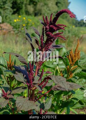 Gemüse Amaranth - Rotblättriger Fuchsschwanz (Amaranthus) wächst im Garten