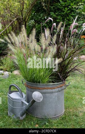 Herbstgräser (Pennisetum setaceum) 'Rubrum' und 'Fountain Grass' in einem Zinktopf und alt Gießkanne Stockfoto