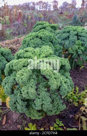 Kale (Brassica oleracea var. Sabellica) im Herbstgarten Stockfoto