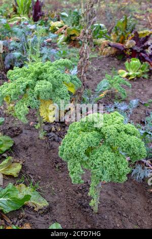 Kale (Brassica oleracea var. Sabellica) im Herbstgarten Stockfoto