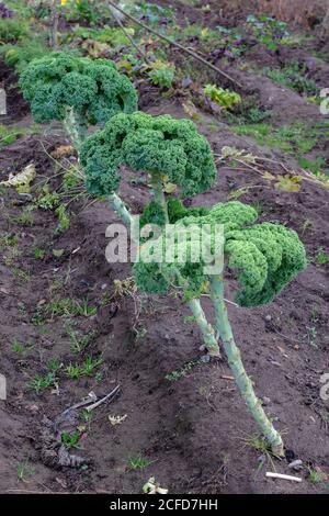 Kale (Brassica oleracea var. Sabellica) im Herbstgarten Stockfoto