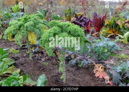 Kale (Brassica oleracea var. Sabellica) im Herbstgarten Stockfoto