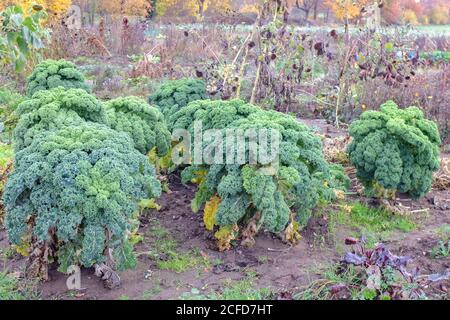 Kale (Brassica oleracea var. Sabellica) im Herbstgarten Stockfoto