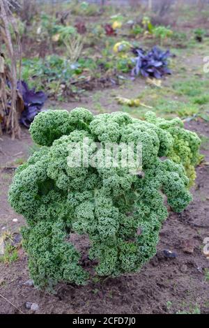 Kale (Brassica oleracea var. Sabellica) im Herbstgarten Stockfoto