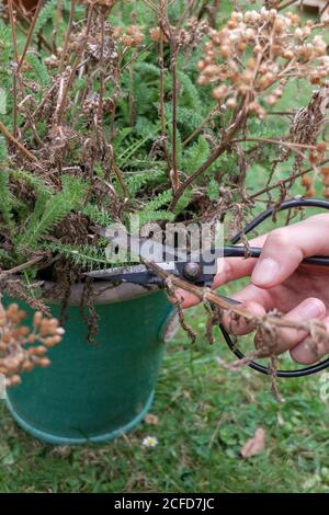 Entfernen verblasste Dolden der Schafgarbe (Achillea), Gartenpraxis Stockfoto