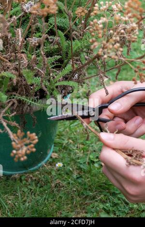 Entfernen verblasste Dolden der Schafgarbe (Achillea), Gartenpraxis Stockfoto