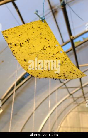 Gelbe Tafel (Kleberfalle) zur Schädlingsbekämpfung im Gewächshaus Stockfoto