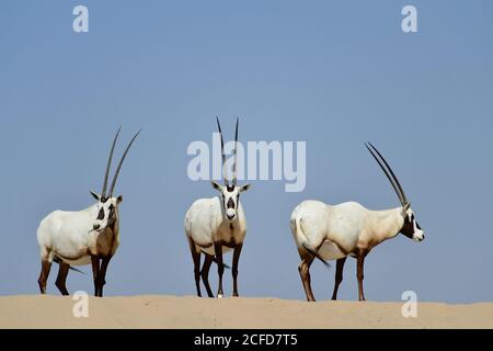 Arabian Oryx (Oryx leucoryx) Umgeben von sonnenblauem Himmel im Al Marmoom Desert Conservation Reserve, Vereinigte Arabische Emirate Stockfoto