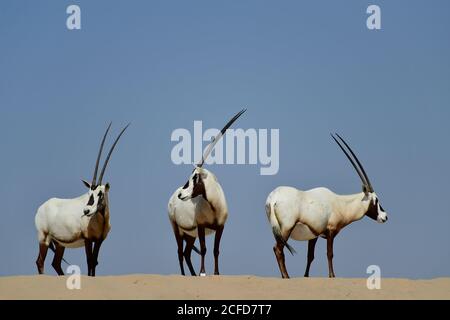 Arabian Oryx (Oryx leucoryx) Umgeben von sonnenblauem Himmel im Al Marmoom Desert Conservation Reserve, Vereinigte Arabische Emirate Stockfoto