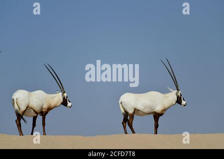 Arabian Oryx (Oryx leucoryx) Umgeben von sonnenblauem Himmel im Al Marmoom Desert Conservation Reserve, Vereinigte Arabische Emirate Stockfoto