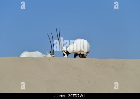 Arabian Oryx (Oryx leucoryx) Umgeben von sonnenblauem Himmel im Al Marmoom Desert Conservation Reserve, Vereinigte Arabische Emirate Stockfoto