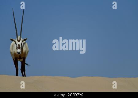 Arabian Oryx (Oryx leucoryx) Umgeben von sonnenblauem Himmel im Al Marmoom Desert Conservation Reserve, Vereinigte Arabische Emirate Stockfoto