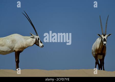 Arabian Oryx (Oryx leucoryx) Umgeben von sonnenblauem Himmel im Al Marmoom Desert Conservation Reserve, Vereinigte Arabische Emirate Stockfoto