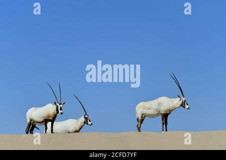 Arabian Oryx (Oryx leucoryx) Umgeben von sonnenblauem Himmel im Al Marmoom Desert Conservation Reserve, Vereinigte Arabische Emirate Stockfoto