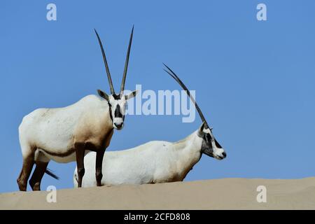 Arabian Oryx (Oryx leucoryx) Umgeben von sonnenblauem Himmel im Al Marmoom Desert Conservation Reserve, Vereinigte Arabische Emirate Stockfoto