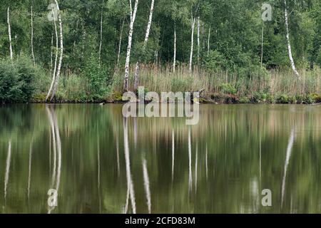 Deutschland, Baden-Württemberg, Oberschwaben, Pfrunger Ried, Birken spiegeln sich im Moorsee Stockfoto