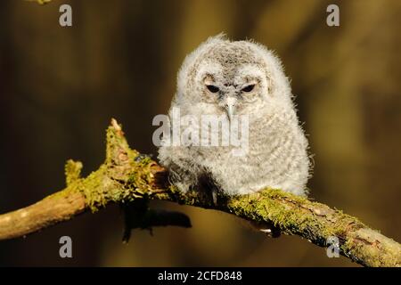 Waldkauz (Strix aluco), Jungvogel, Ast, auf einem Ast sitzend, Nordrhein-Westfalen, Deutschland Stockfoto