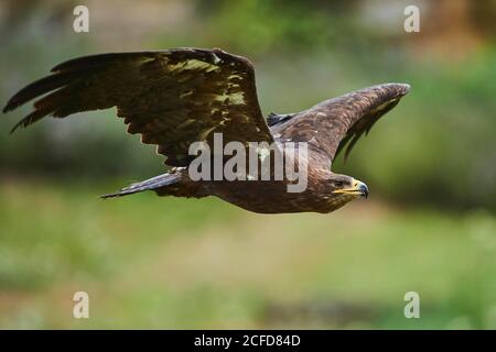 Steppenadler (Aquila nipalensis ) im Flug, gefangen, Bayern, Deutschland Stockfoto