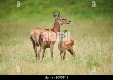 Rothirsch ( ), Kuh mit Rehkitz auf einer Wiese, gefangen, Bayern, Deutschland Stockfoto