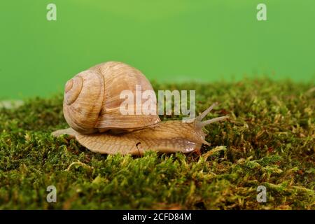 Burgunder Schnecke (Helix pomatia) auf Moos, Nordrhein-Westfalen, Deutschland Stockfoto