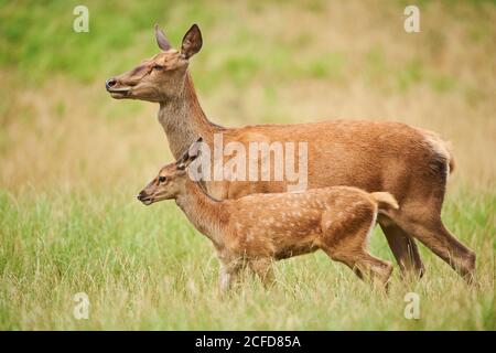 Rothirsch (Cervus elaphus), Hirsch mit Rehkitz im Gras, gefangen, Bayern, Deutschland Stockfoto