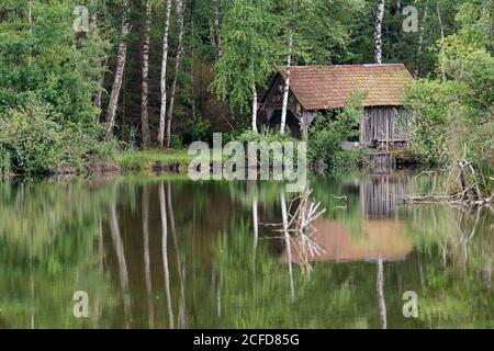 Deutschland, Baden-Württemberg, Oberschwaben, Pfrunger Ried, Birken und Hütte spiegeln sich im Moorsee Stockfoto