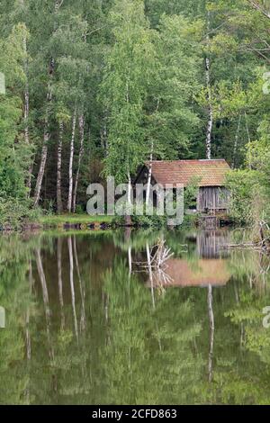 Deutschland, Baden-Württemberg, Oberschwaben, Pfrunger Ried, Birken und Hütte spiegeln sich im Moorsee Stockfoto