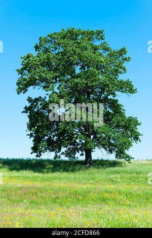 Englische Eiche (Quercus robur), einsamer Baum, steht auf einer Wiese, Thüringen, Deutschland Stockfoto
