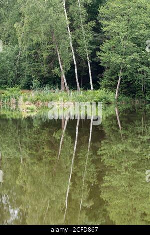 Deutschland, Baden-Württemberg, Oberschwaben, Pfrunger Ried, Birken spiegeln sich im Moorsee Stockfoto