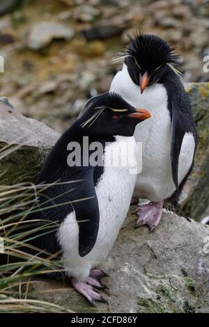 Einige der südlichen Rockhopper Pinguine (Eudytes chrysocome), New Island, Falkland Islands, British Overseas Territory Stockfoto