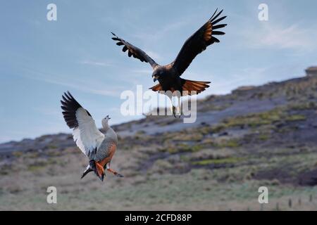 Weibliche Berggänse (Chloephaga picta), die eine gestreifte Karakara (Phalcoboenus australis) angreifen, um ihre Nachkommen, New Island, Island, Falkland, zu schützen Stockfoto