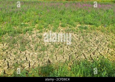 Ausgetrockneter Karpfenteich, im Rücken wachsend (Lythrum salicaria), Mittelfranken, Bayern, Deutschland Stockfoto