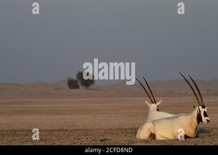 Arabian Oryx (Oryx leucoryx) im Al Marmoom Desert Conservation Reserve, Vereinigte Arabische Emirate Stockfoto