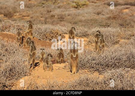 Erdmännchen (Suricata suricatta), Erdmännchen, Erwachsene, Jungtiere, Gruppe, warm up, wachsam, auf der Hut, im Bau, Oudtshoorn, Western Cape, Süd Stockfoto