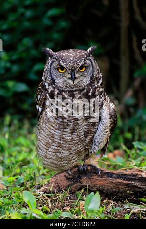 Gefleckte Eule (Bubo africanus), Erwachsene, am Boden, wachsam, Kapstadt, Westkap, Südafrika Stockfoto