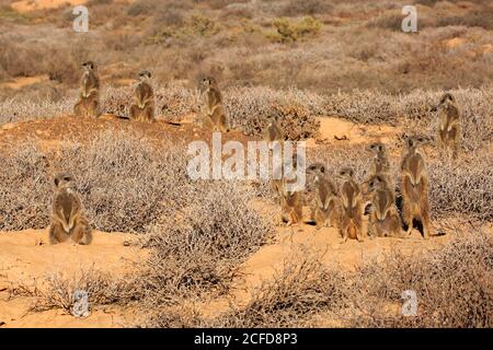 Erdmännchen (Suricata suricatta), Erdmännchen, Erwachsene, Jungtiere, Gruppe, warm up, wachsam, auf der Hut, im Bau, Oudtshoorn, Western Cape, Süd Stockfoto