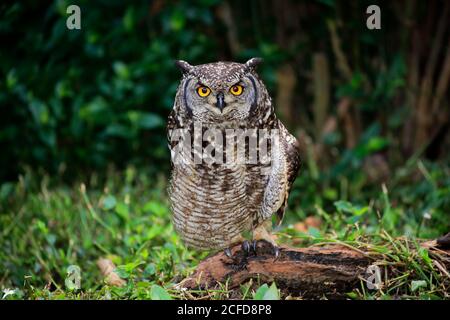Gefleckte Eule (Bubo africanus), Erwachsene, am Boden, wachsam, Kapstadt, Westkap, Südafrika Stockfoto