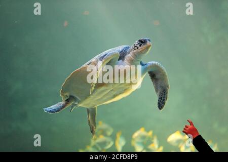 Grüne Schildkröte (Chelonia mydas), Erwachsene, schwimmen, im Wasser, Hand zeigt auf das Tier, Aquarium, gefangen, Kapstadt, Südafrika Stockfoto