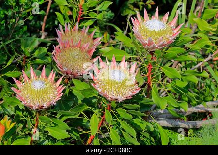 King Protea (Protea cynaroides), Blume, Blüte, Blüte, Harold Porter National Botanical Garden, Betty's Bay, Südafrika Stockfoto