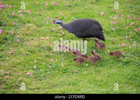 Helmeted guineafowl (Numida meleagris), adult, Jungtiere, Küken, wachsam, Walking, Kirstenbosch Botanical Garden, Kapstadt, Südafrika Stockfoto