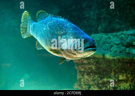 Dunkler Zackenbarsch, (Epinephelus lanceolatus), erwachsen, schwimmend, im Wasser, gefangen, Kapstadt, Südafrika Stockfoto