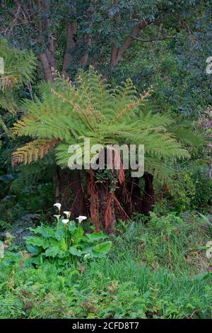 Cape Beaker Fern, (Cyathea capensis), Alsophila capensis, Cape Tree Fern, Kirstenbosch Botanical Garden, Kapstadt, Südafrika Stockfoto