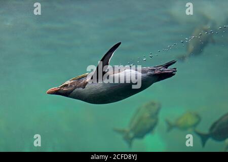 Nördlicher Rockhopper Pinguin (Eudytes chrysocome), erwachsen, schwimmen, im Wasser, gefangen, Kapstadt, Südafrika Stockfoto