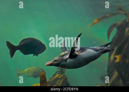 Nördlicher Rockhopper Pinguin (Eudytes chrysocome), erwachsen, schwimmen, im Wasser, gefangen, Kapstadt, Südafrika Stockfoto