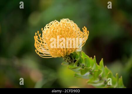 Pincushion protea, (Protea Leucospermum cordifolium), Blume, Blüte, Silberbaumpflanze, Harold Porter Botanical Garden, Betty's Bay, Südafrika Stockfoto