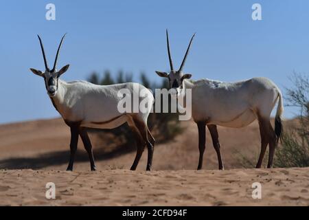 Arabian Oryx (Oryx leucoryx) im Dubai Desert Conservation Reserve, Margham, Vereinigte Arabische Emirate Stockfoto