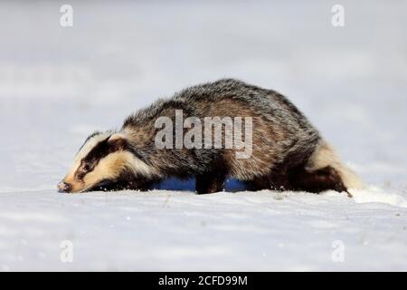 Europäischer Dachs (Meles meles), erwachsen, im Winter, im Schnee, Futter, Laufen, Böhmerwald, Tschechien Stockfoto